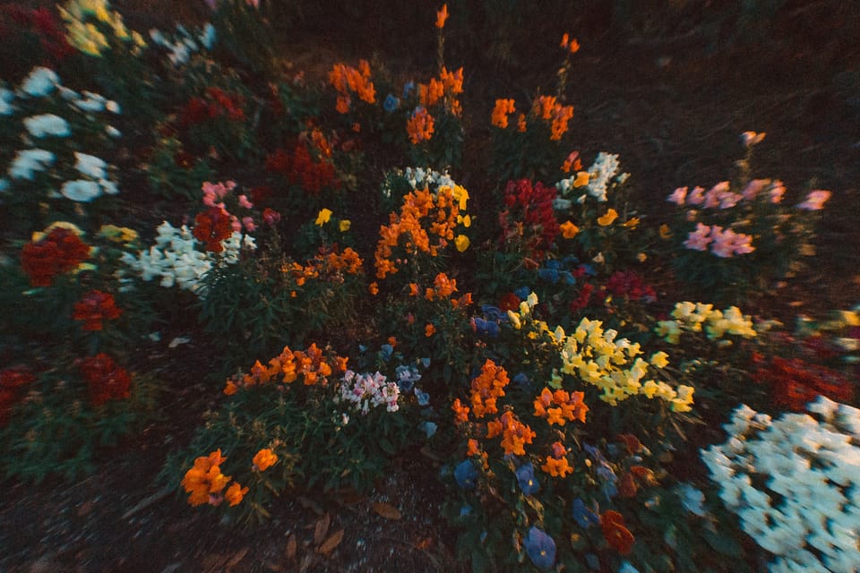 Photo by Shannon VanDenHeuvel on Unsplash